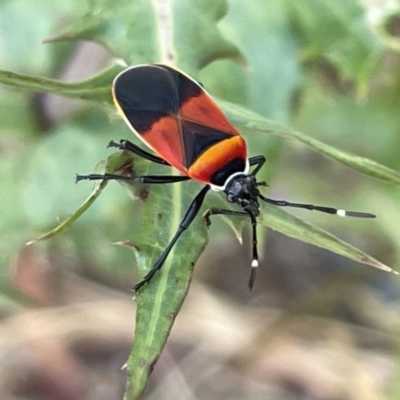 Dindymus versicolor (Harlequin Bug) at Casey, ACT - 25 Dec 2022 by Hejor1