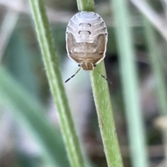 Dictyotus caenosus (Brown Shield Bug) at Casey, ACT - 25 Dec 2022 by Hejor1