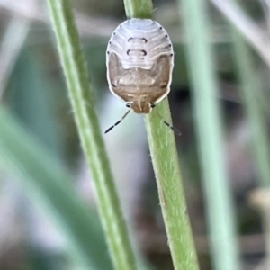 Dictyotus caenosus at Casey, ACT - 26 Dec 2022 09:35 AM