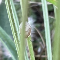 Dictyotus caenosus at Casey, ACT - 26 Dec 2022