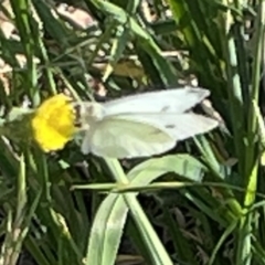 Pieris rapae (Cabbage White) at Casey, ACT - 26 Dec 2022 by Hejor1