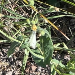 Pieris rapae at Casey, ACT - 26 Dec 2022