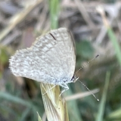 Zizina otis (Common Grass-Blue) at Casey, ACT - 26 Dec 2022 by Hejor1