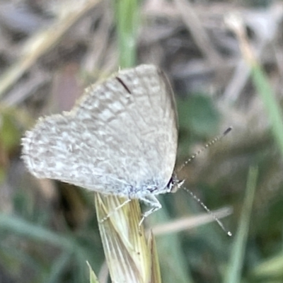 Zizina otis (Common Grass-Blue) at Casey, ACT - 26 Dec 2022 by Hejor1