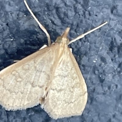 Metasia dicealis (A Crambid moth (Spilomelinae) at Casey, ACT - 26 Dec 2022 by Hejor1