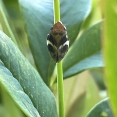 Bathyllus albicinctus (Spittlebug, Froghopper) at Dickson, ACT - 27 Dec 2022 by Hejor1