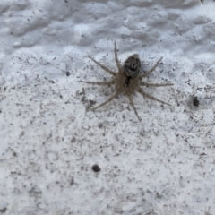 Oecobius navus (Midget house spider) at Amaroo, ACT - 27 Dec 2022 by Hejor1