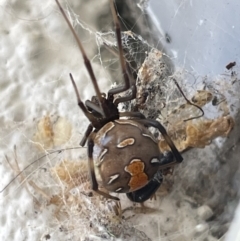 Latrodectus hasselti (Redback Spider) at Amaroo, ACT - 27 Dec 2022 by Hejor1