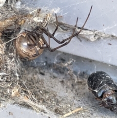 Latrodectus hasselti at Amaroo, ACT - 27 Dec 2022 03:13 PM