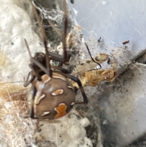 Latrodectus hasselti at Amaroo, ACT - 27 Dec 2022 03:13 PM