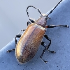 Ecnolagria grandis (Honeybrown beetle) at Casey, ACT - 27 Dec 2022 by Hejor1