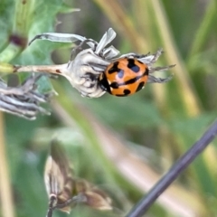 Coccinella transversalis (Transverse Ladybird) at Casey, ACT - 26 Dec 2022 by Hejor1