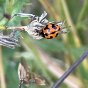 Coccinella transversalis at Casey, ACT - 26 Dec 2022