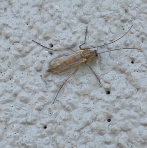 Chironomidae (family) at Amaroo, ACT - 27 Dec 2022 03:04 PM