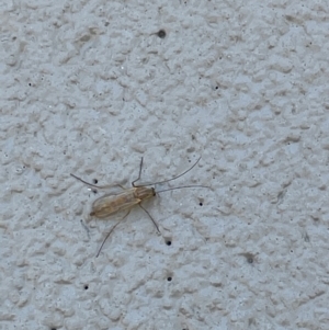 Chironomidae (family) at Amaroo, ACT - 27 Dec 2022 03:04 PM