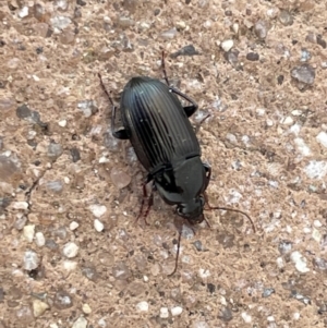 Carabidae sp. (family) at Amaroo, ACT - 27 Dec 2022 03:00 PM