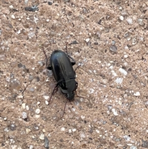 Carabidae sp. (family) at Amaroo, ACT - 27 Dec 2022 03:00 PM