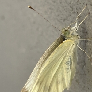 Pieris rapae at Amaroo, ACT - 27 Dec 2022