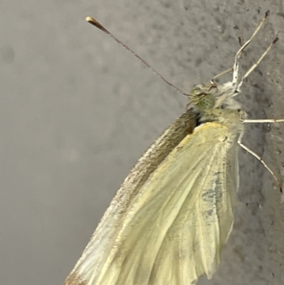 Pieris rapae (Cabbage White) at Amaroo, ACT - 27 Dec 2022 by Hejor1