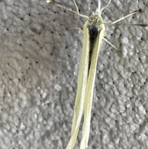 Pieris rapae at Amaroo, ACT - 27 Dec 2022 03:05 PM