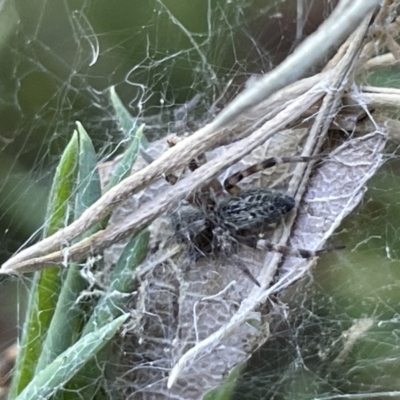 Badumna longinqua (Grey House Spider) at City Renewal Authority Area - 28 Dec 2022 by Hejor1