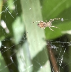 Unidentified Spider (Araneae) at City Renewal Authority Area - 28 Dec 2022 by Hejor1