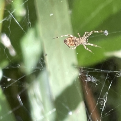 Unidentified Spider (Araneae) at Braddon, ACT - 28 Dec 2022 by Hejor1