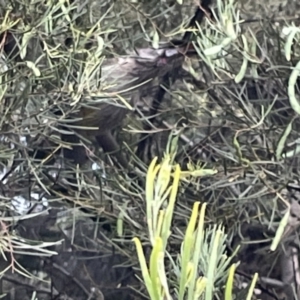 Anthochaera carunculata at Belconnen, ACT - 28 Dec 2022