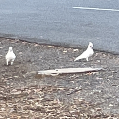 Cacatua sanguinea (Little Corella) at Lake Ginninderra - 28 Dec 2022 by Hejor1