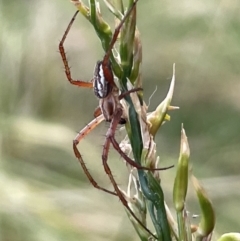 Plebs bradleyi (Enamelled spider) at Belconnen, ACT - 28 Dec 2022 by Hejor1