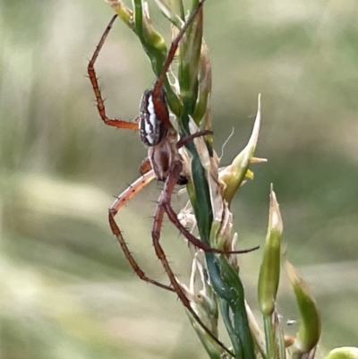 Plebs bradleyi (Enamelled spider) at Lake Ginninderra - 28 Dec 2022 by Hejor1