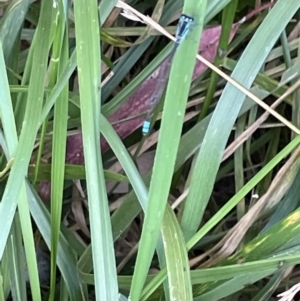 Ischnura heterosticta at Belconnen, ACT - 28 Dec 2022