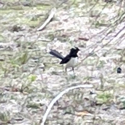 Rhipidura leucophrys (Willie Wagtail) at Lake Ginninderra - 28 Dec 2022 by Hejor1