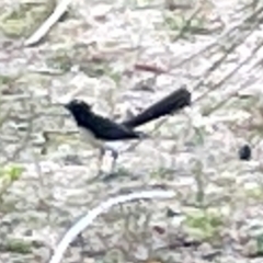 Rhipidura leucophrys at Belconnen, ACT - 28 Dec 2022