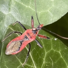 Gminatus australis (Orange assassin bug) at Braddon, ACT - 31 Dec 2022 by Hejor1