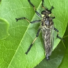 Zosteria rosevillensis (A robber fly) at Braddon, ACT - 31 Dec 2022 by Hejor1