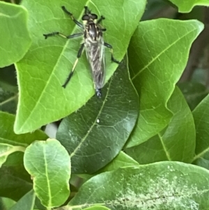 Zosteria rosevillensis at Braddon, ACT - 31 Dec 2022