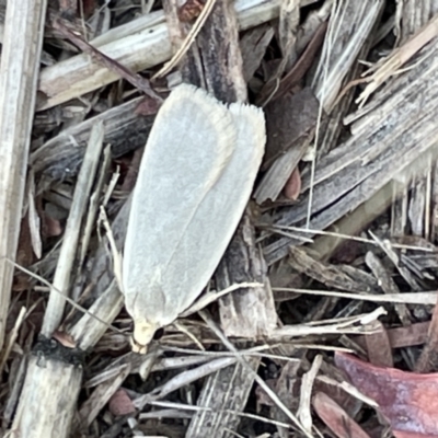 Philobota (genus) (Unidentified Philobota genus moths) at Casey, ACT - 25 Dec 2022 by Hejor1