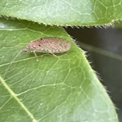 Micromus tasmaniae (Tasmanian Brown Lacewing) at City Renewal Authority Area - 31 Dec 2022 by Hejor1