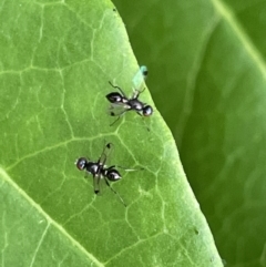 Parapalaeosepsis plebeia (Ant fly) at Braddon, ACT - 31 Dec 2022 by Hejor1