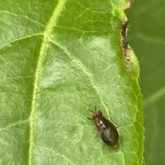 Steganopsis melanogaster (A lauxaniid fly) at City Renewal Authority Area - 31 Dec 2022 by Hejor1