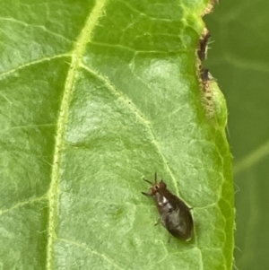 Steganopsis melanogaster at Braddon, ACT - 31 Dec 2022