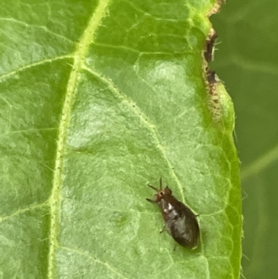 Steganopsis melanogaster (A lauxaniid fly) at City Renewal Authority Area - 31 Dec 2022 by Hejor1