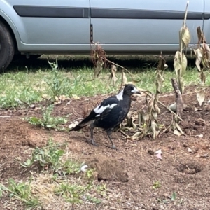 Gymnorhina tibicen at Braddon, ACT - 31 Dec 2022