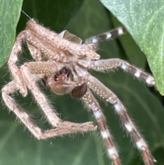 Neosparassus sp. (genus) (Unidentified Badge huntsman) at City Renewal Authority Area - 31 Dec 2022 by Hejor1