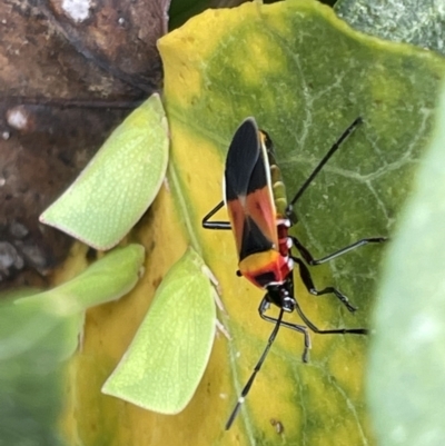 Dindymus versicolor (Harlequin Bug) at Braddon, ACT - 31 Dec 2022 by Hejor1