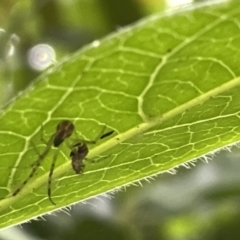 Unidentified Other web-building spider at Braddon, ACT - 31 Dec 2022 by Hejor1