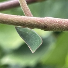 Siphanta acuta (Green planthopper, Torpedo bug) at City Renewal Authority Area - 31 Dec 2022 by Hejor1