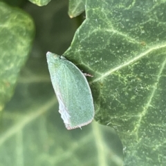 Siphanta acuta at Braddon, ACT - 31 Dec 2022