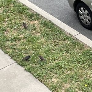 Sturnus vulgaris at Casey, ACT - 1 Jan 2023